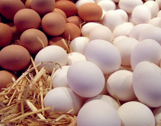 Дефіцит магнію негативно позначається на товщині й міцності шкаралупи яєць птиці